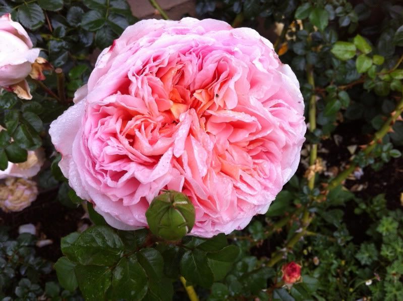 Abraham Darby